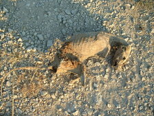 Renard mort de la galle