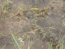Autre grenouille