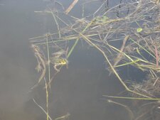 Grenouille