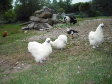 Poules-soie