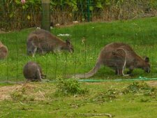 kangourous