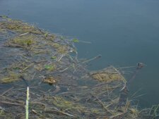 Grenouille rousse