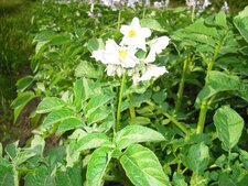 Fleurs de pommes de terre