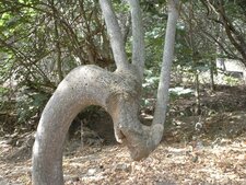 Curiosité végétale