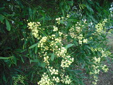 Mimosa quatres saisons