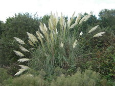 Herbe de la pampa