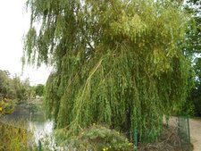 saule pleureur