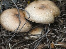Champignons.