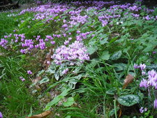 Cyclamens