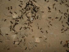 Colonie de fourmis