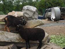 Confidences entre une chèvre et un bouc noir