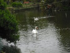 Cygne blanc