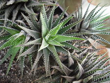 haworthia fasciata