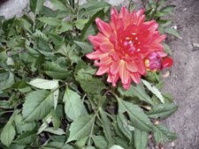dahlia