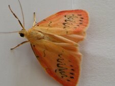 La Rosette - Miltochrista miniata