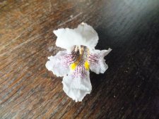 Fleur de catalpa