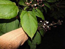 Catalpa