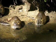 Ragondin ou castor des marais - Myocastor coypus