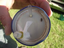Insectes des algues