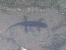 Salamandre