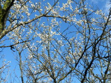 Mirabelliers "rustiques"
