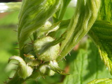 Framboise en devenir.