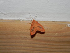 La "Rosette" Miltochrista miniata
