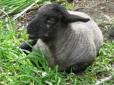 Mouton Suffolk