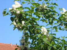 Lilas blanc