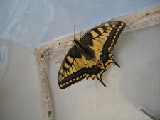  Machaon