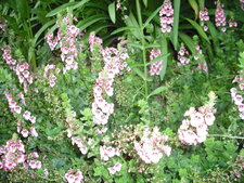 Diascia