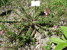 Diascia rigescens.