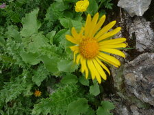 Doronic à grandes fleurs