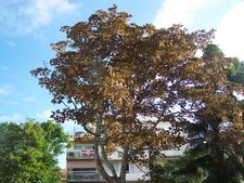Erable platane