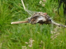 Epeire des roseaux larinoides comutus.