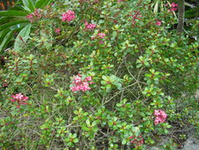 Escallonia "Red Dream"