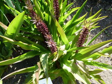 Eucomis comosa
