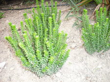 Felicia echinata