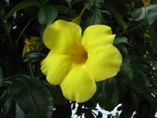 Fleur équatoriale