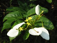 Fleur équatoriale
