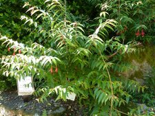 Fuschia regia.