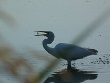 Grande aigrette - Egretta egretta