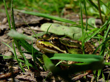 Grenouille