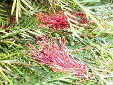 Grevillea 