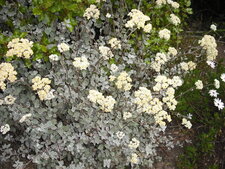 Helichrysum petiolare.