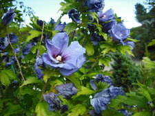 Hibiscus