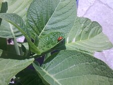 Coccinelle sur un Brugmansia