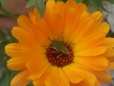 Sauterelle verte commune sur un Calendula officinalis 