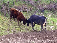 Vaches
