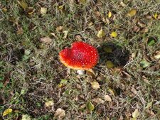 Amanite tue-mouches